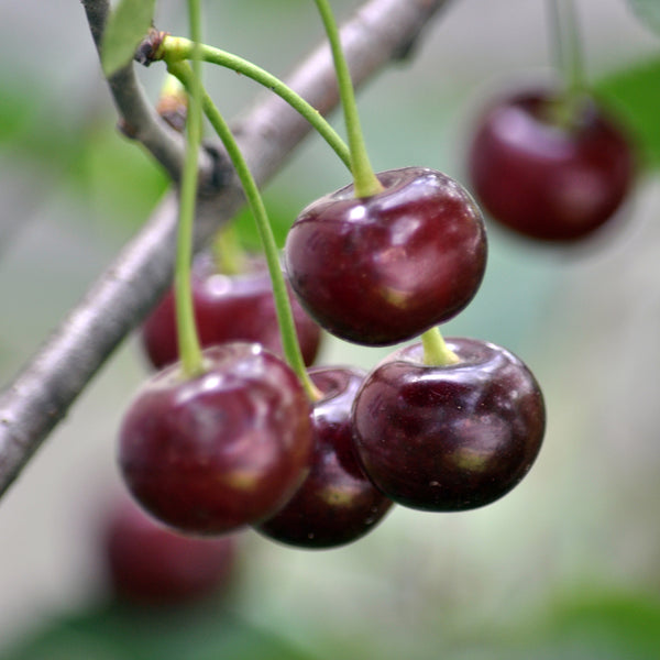 Cherry, Romeo (5-gallon)