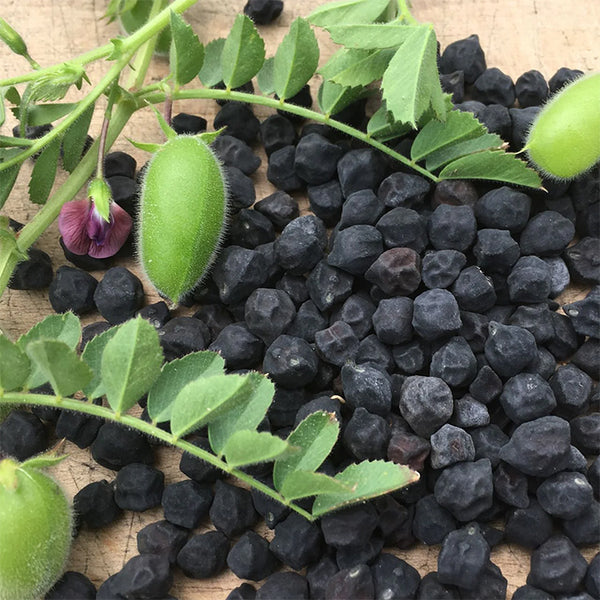 Seeds - Chickpeas, Black Kabouli OG (T)