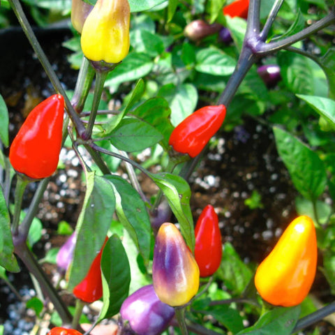 Pepper (Hot), Chinese Five Color (Certified Organic Seeds)