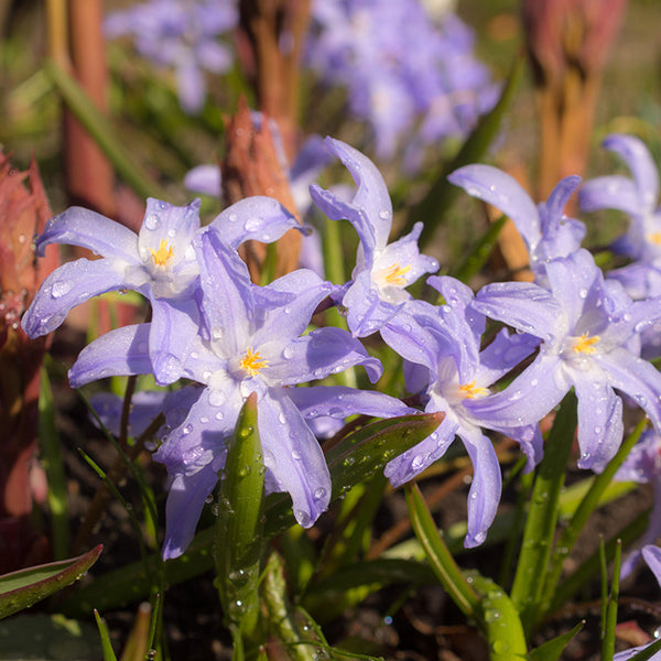 Bulbs - Chionodoxa 'Violet Beauty'