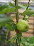 (orchard) Apple, Combination Grafted - Mid-Summer SALE