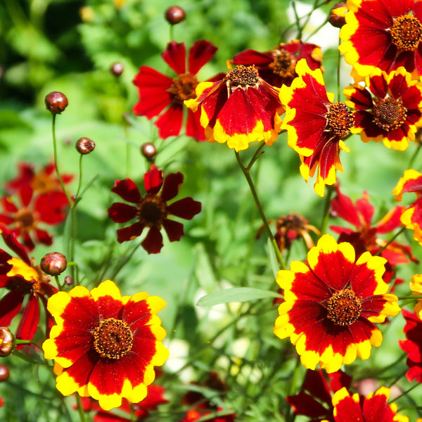 Coreopsis, Magic Bouquet (Certified Organic Seeds)