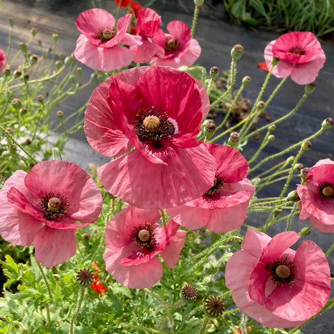 Poppy, La Vie On Rose (Certified Organic Seeds)