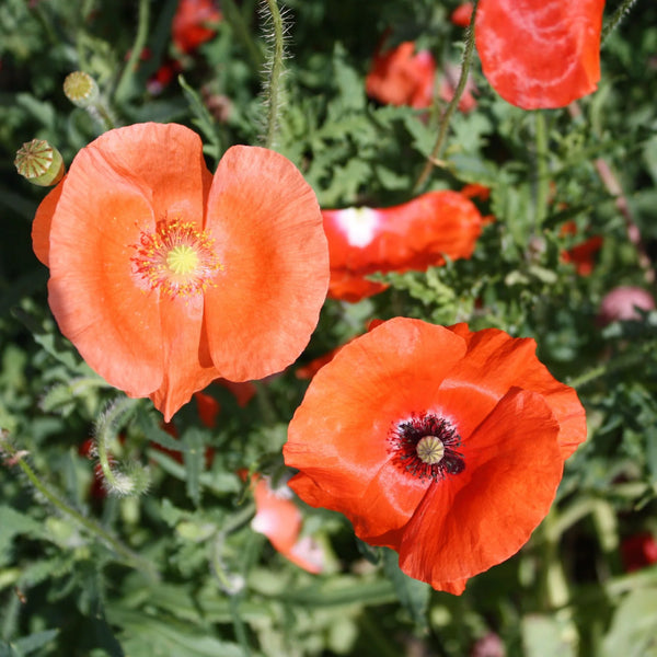 Poppy, Corn Mix (Certified Organic Seeds)