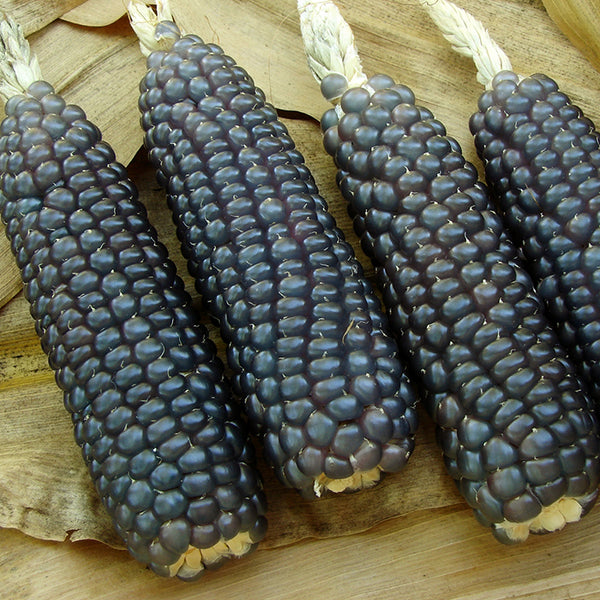 Corn, Dakota Black Popcorn (Certified Organic Seeds)