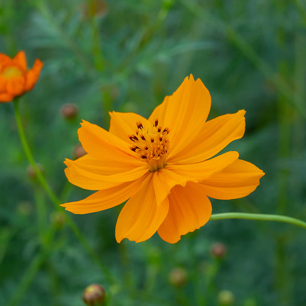 Cosmos, Bright Lights (Organically Grown Seeds)