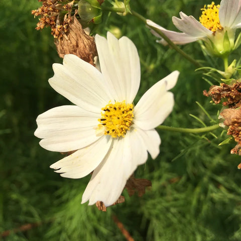 Cosmos, Kiiro Japanese (Certified Organic Seeds)
