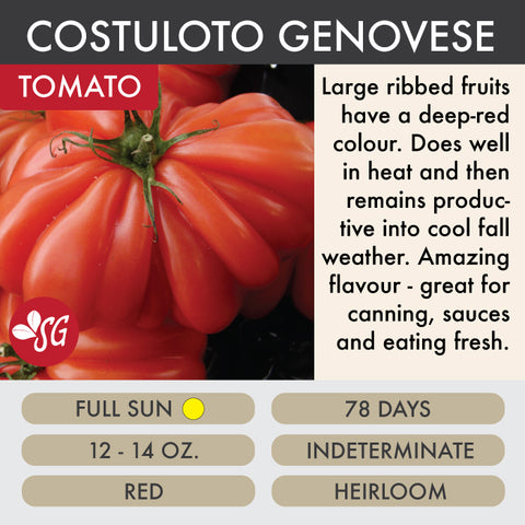 Costuloto Genovese - Tomato Plant Pre-Order 2026