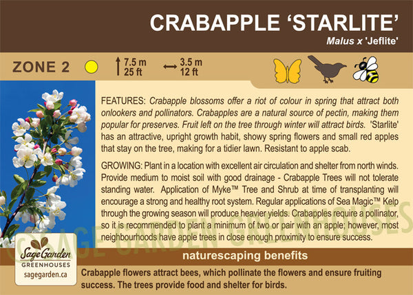 Apple, Starlite Crab (Edible) - 5-gallon - ORCHARD PREORDER FOR LATE MAY 2024