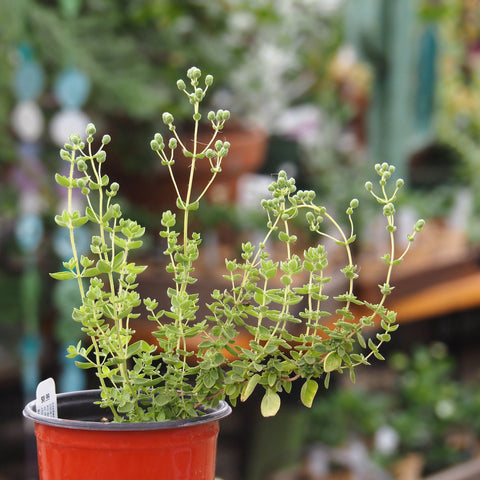 Live Plant - Cretan Oregano