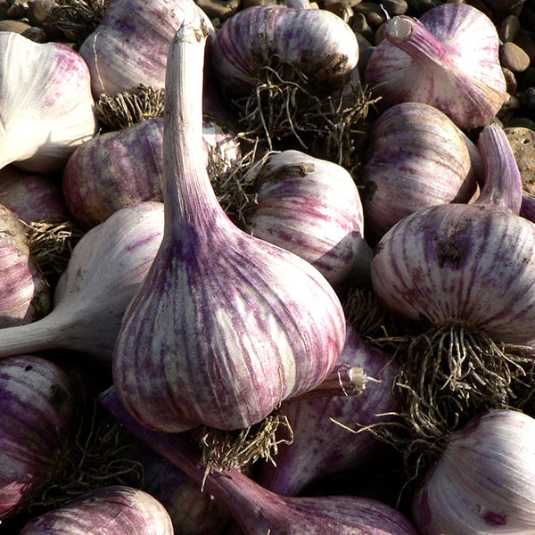 Bulbs - Garlic, Creme de la Rasa OG - PREORDER 2023