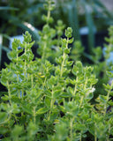 Live Plant - Cretan Oregano