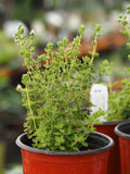 Live Plant - Cretan Oregano