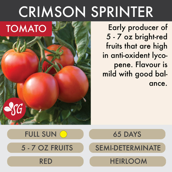 Crimson Sprinter - Tomato Plant Pre-Order 2026