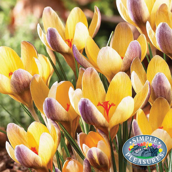 Bulbs - Crocus 'Advance' (Botanical Crocus)