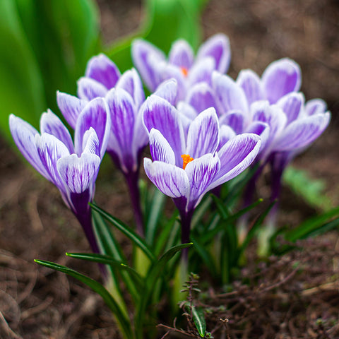 Fall Flower Bulbs 2026 - Crocus 'King of the Striped'