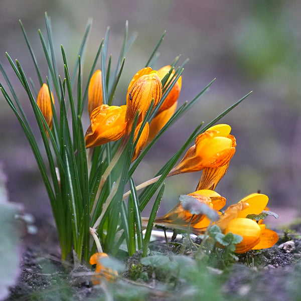 Fall Flower Bulbs 2026 - Crocus 'Orange Monarch'
