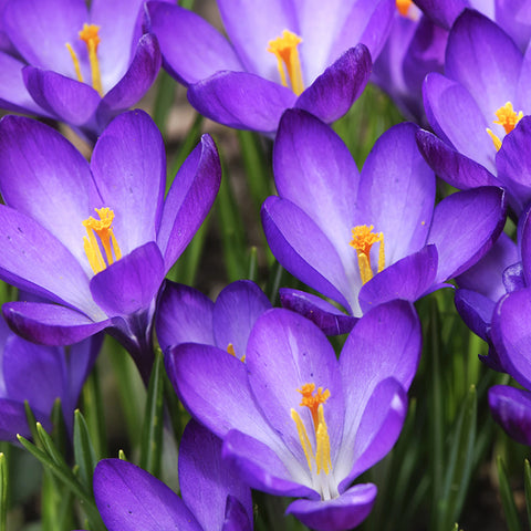 Fall Flower Bulbs 2026 - Crocus 'Ruby Giant'