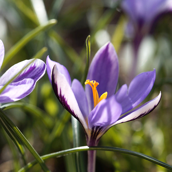 Bulbs - Crocus 'Spring Beauty' (Botanical Crocus)