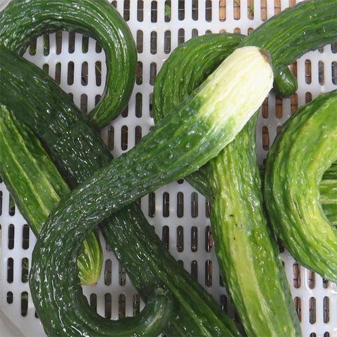 Cucumber, Suyo Long (Certified Organic Seeds)