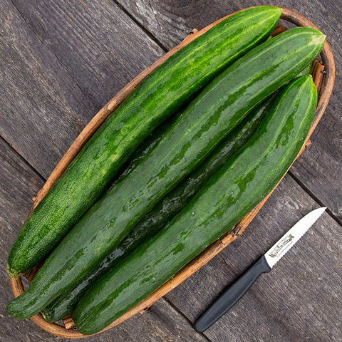 Cucumber, Tasty Green F1 (Certified Organic Seeds)