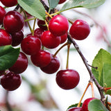 Cherry, Cupid (Sour Cherry) (7-gallon Tree Form)