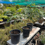 Live Plant - Curry Leaf 'Patel's Select'
