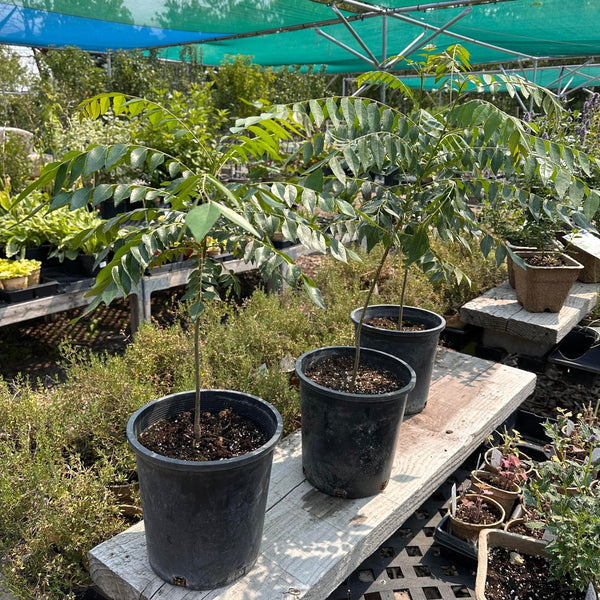 Live Plant - Curry Leaf 'Patel's Select'
