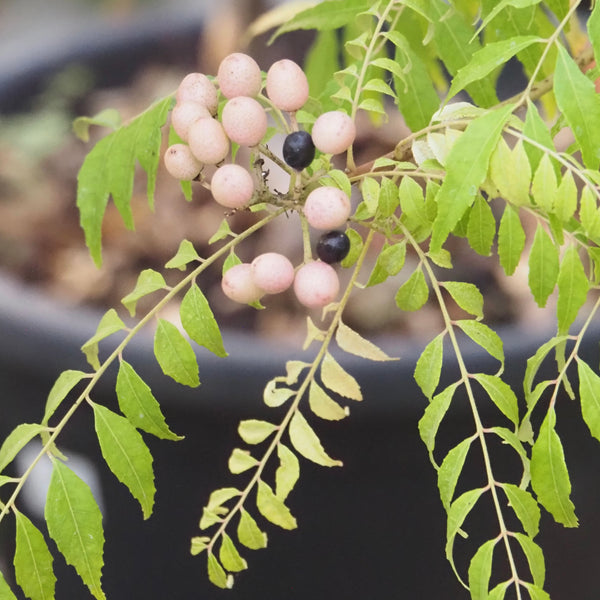 Workshop - Propagating Tropical Fruiting Plants  (Saturday, January 25, 2025 - 1:00 pm)