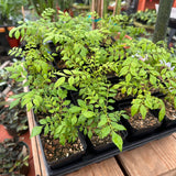 Live Plant - Curry Leaf (Murraya koenigii)