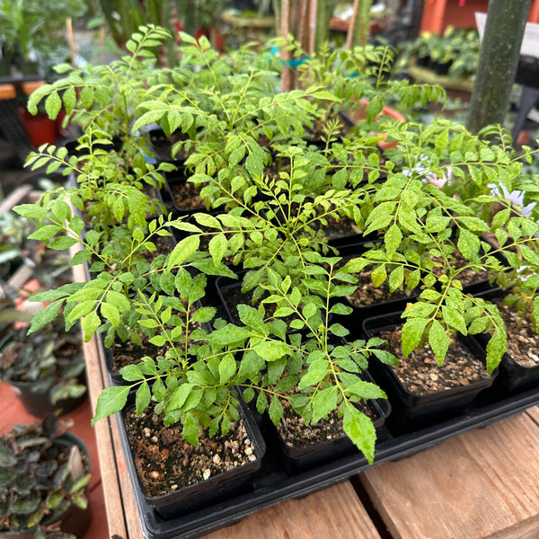 Live Plant - Curry Leaf (Murraya koenigii)