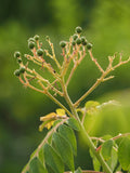 Live Plant - Curry Leaf 'Patel's Select'