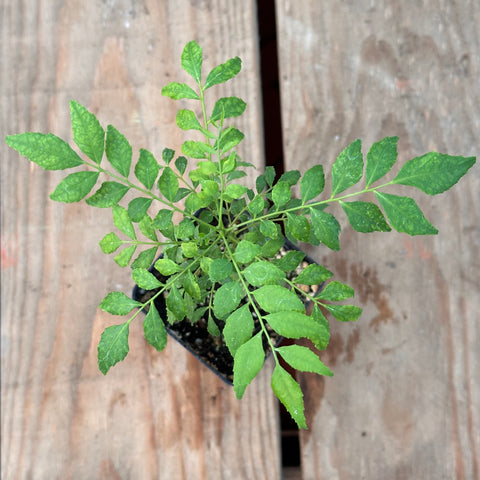 Live Plant - Curry Leaf (Murraya koenigii)
