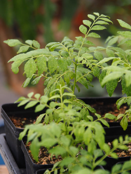 Live Plant - Curry Leaf (Murraya koenigii)