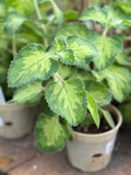 Live Plant - Variegated Broadleaf Thyme (Plectranthus amboinicus Variegata)