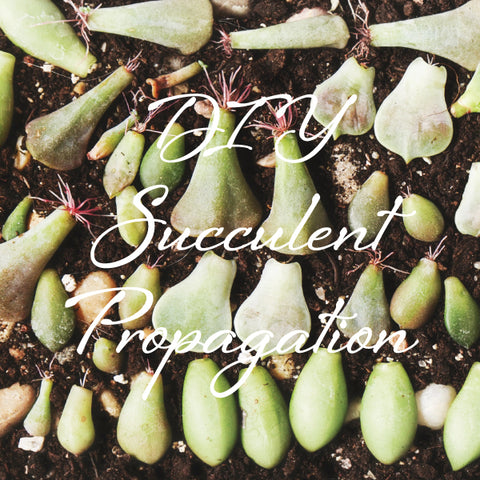 DIY Succulent Propagation - Sunday, October 26, 2025 - 1 pm