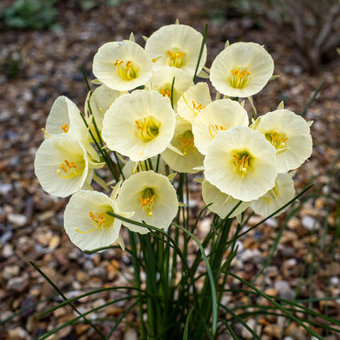 Fall Flower Bulbs 2026 - Daffodil 'Arctic Bells'