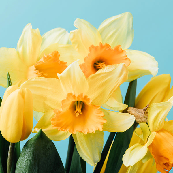 Fall Flower Bulbs 2026 - Daffodil 'Color Run' (Large Cupped)