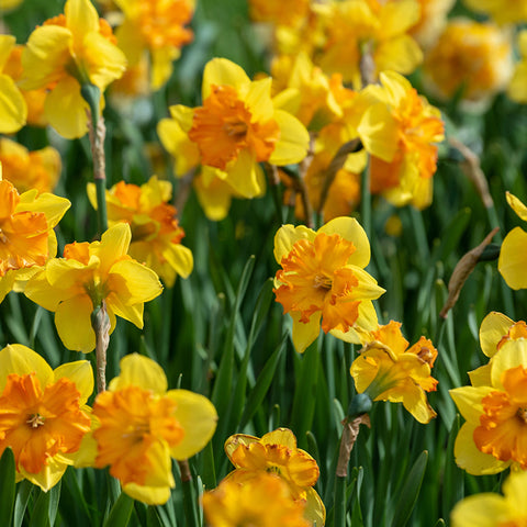 Fall Flower Bulbs 2026 - Daffodil 'Congress' (Split Corona)