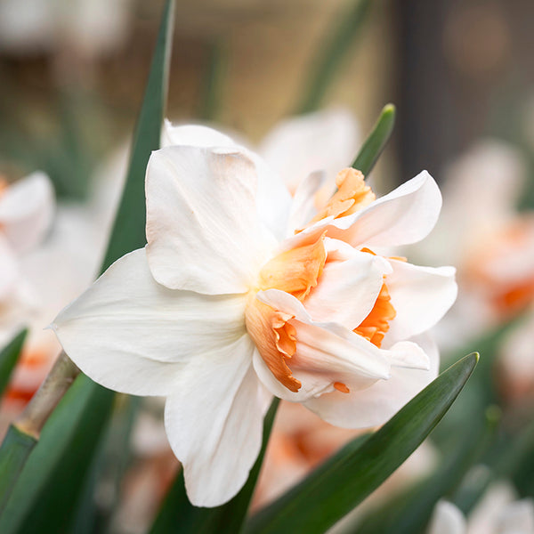 Fall Flower Bulbs 2026 - Daffodil 'Extravaganza' (Double)