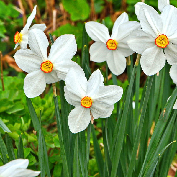 Bulbs - Daffodil 'Pheasant's Eye' (Poet's Daffodil) - PREORDER FOR FALL 2024