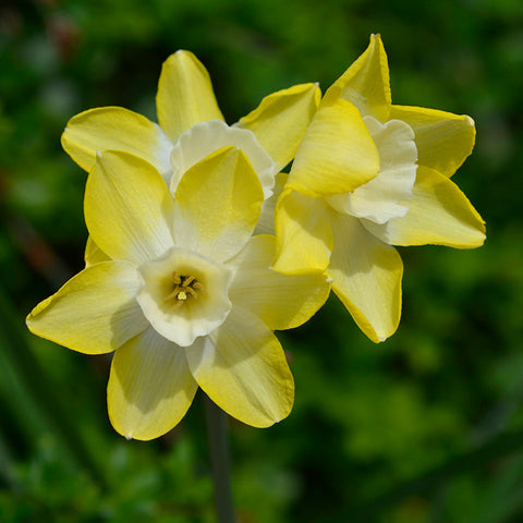 Fall Flower Bulbs 2026 - Daffodil 'Pipit' (Miniature Daffodil, Jonquil)