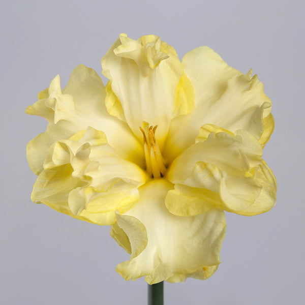 Bulbs - Daffodil 'Sunny Side Up' - PREORDER FOR FALL 2024