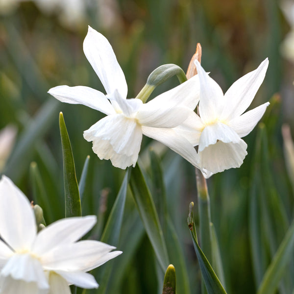 Bulbs - Daffodil 'Thalia' - PREORDER FOR FALL 2024