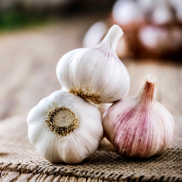 Bulbs - Garlic, Dan's Italian OG - PREORDER 2023