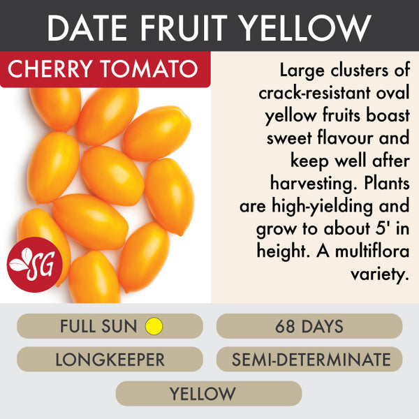 Date Fruit Yellow - Tomato Plant Pre-Order 2026