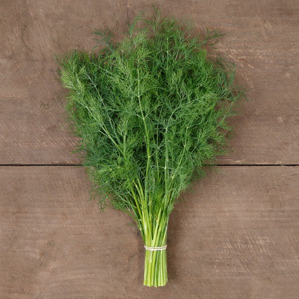 Dill, Ceres (Certified Organic Seeds)