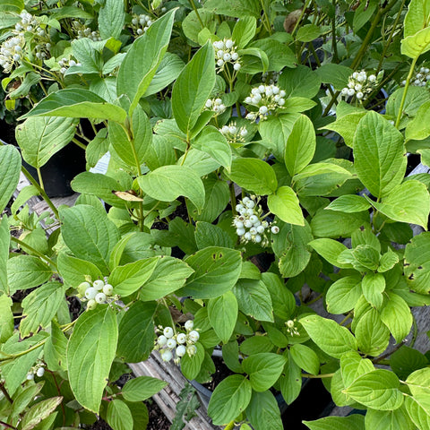 (ornamental) Dogwood, Bud's Yellow - Mid-Summer SALE