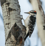 Wildcrafted Willow & Suet Bird Feeder - January 10, 2026 - 3:30 pm
