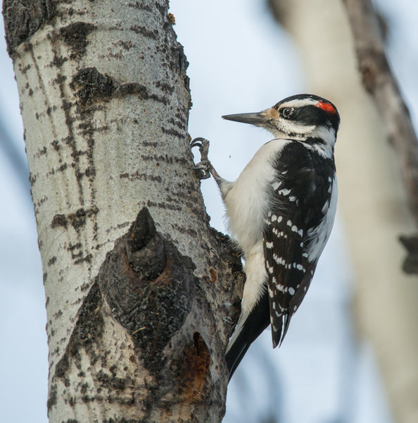 Wildcrafted Willow & Suet Bird Feeder - January 10, 2026 - 3:30 pm
